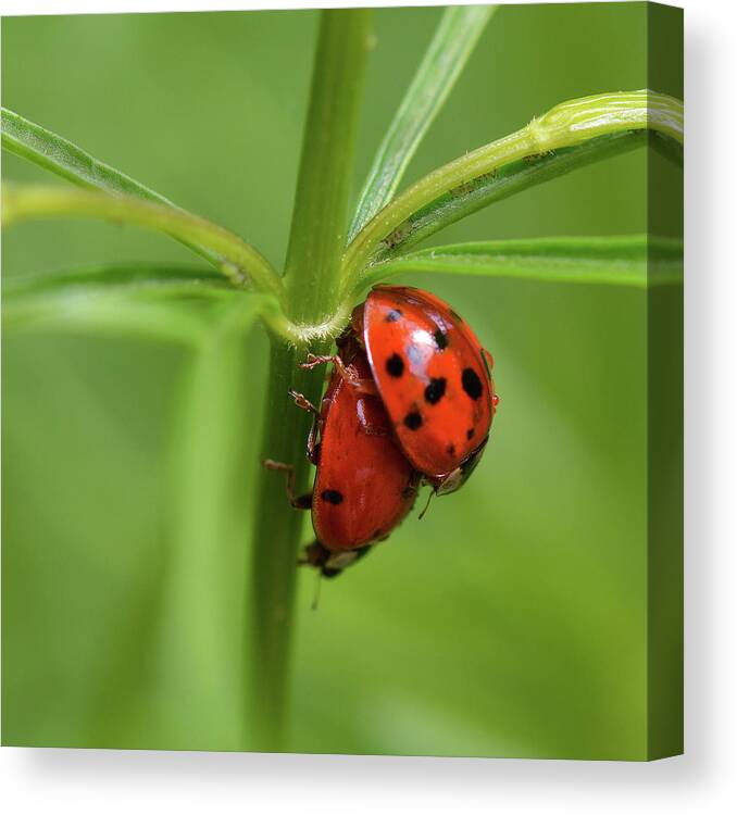  Canvas Print featuring the photograph Iadybug #3 by Yue Wang