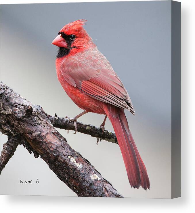 Male Cardinal Canvas Print featuring the photograph Male Cardinal #8 by Diane Giurco