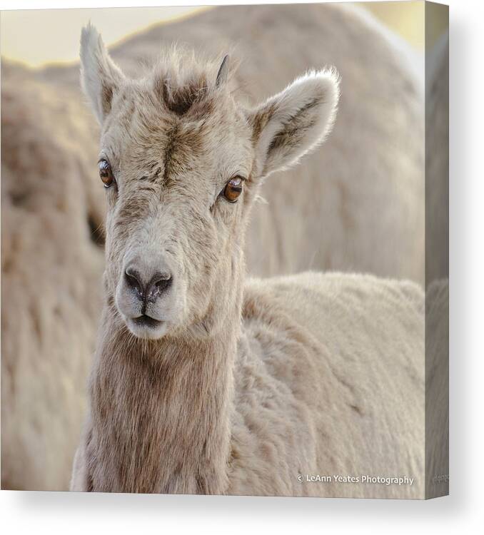 Big-horn Sheep Canvas Print featuring the photograph A Little Lamb Cuteness by Yeates Photography