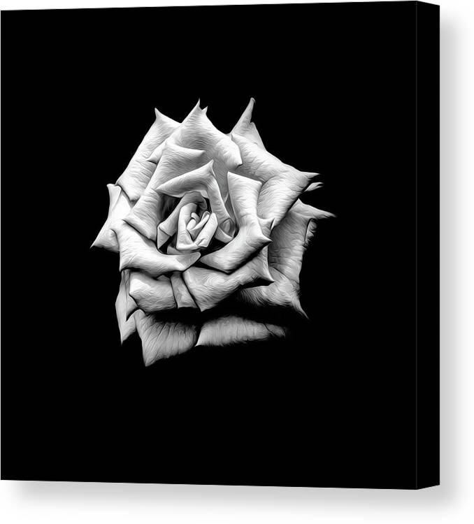 Rose Canvas Print featuring the photograph A Rose Alone by Bill and Linda Tiepelman