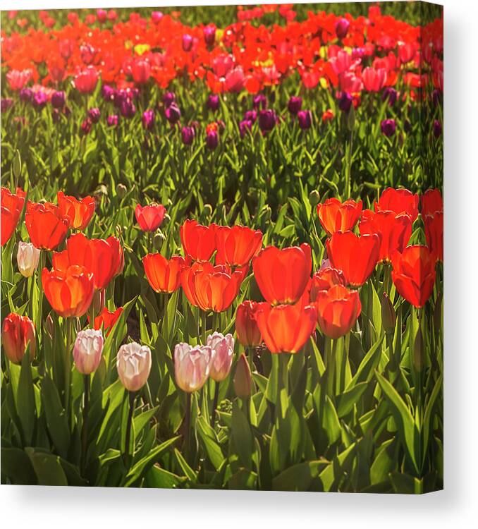 Spring Canvas Print featuring the photograph A Sign Of Spring 08 by Robert Fawcett