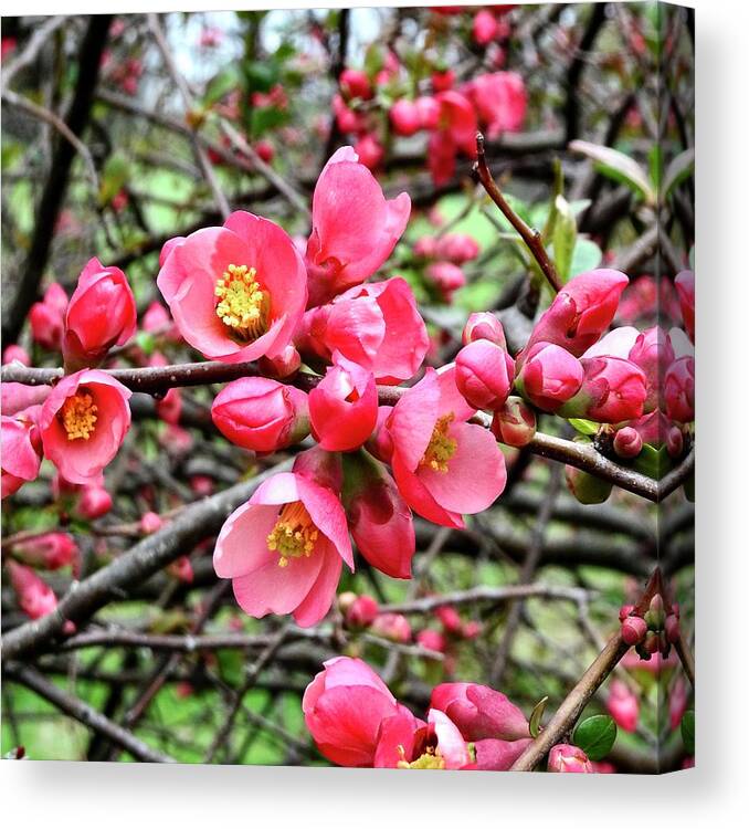 Spring Canvas Print featuring the photograph Abundance Inspired Appetite by Catherine Arcolio