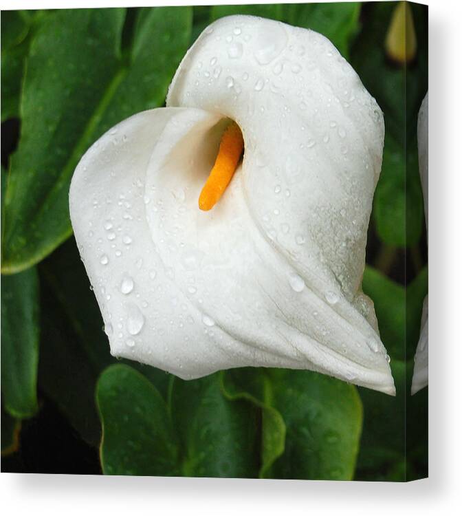 Calla Lily Canvas Print featuring the photograph After the Rain by Suzanne Gaff