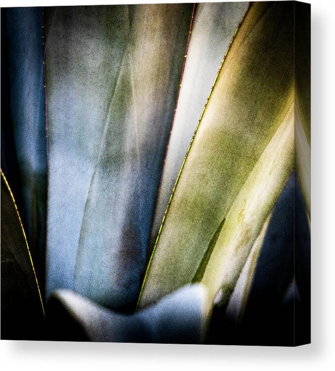 Agave Art Canvas Print featuring the photograph Agave Art by Paul Bartell