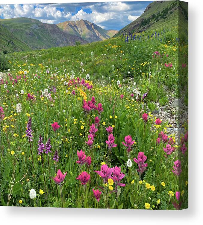 Alluring Images Colorado Canvas Print featuring the photograph American Basin Summer Wildflowers by Bridget Calip