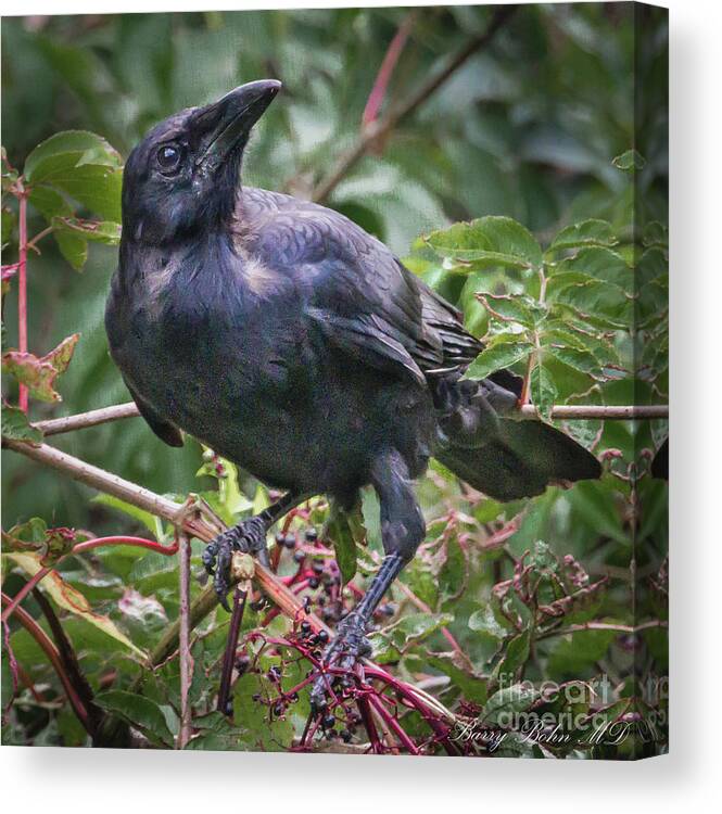 Nature Canvas Print featuring the photograph American crow by Barry Bohn