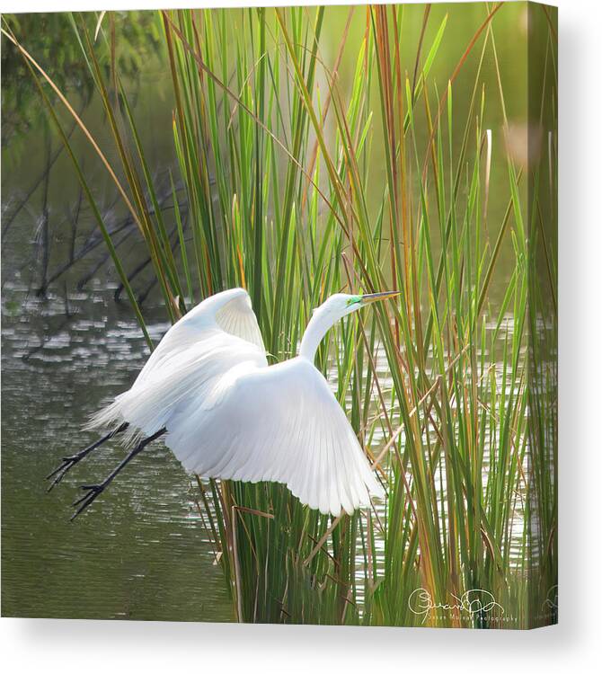 Susan Molnar Canvas Print featuring the photograph Angel In The Marsh by Susan Molnar