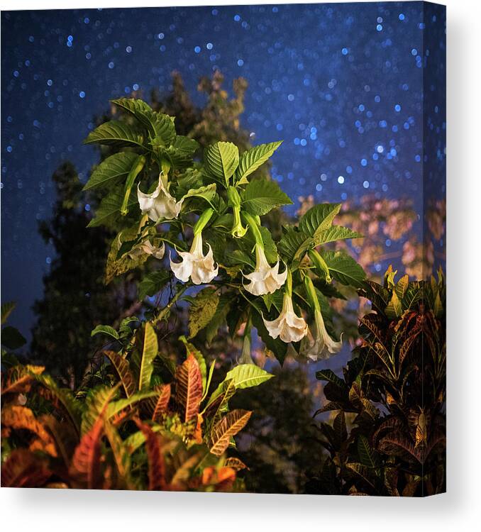 Belize Canvas Print featuring the photograph Angel's Trumpet Flowers Belmopan Belize Starry Skies Square by Toby McGuire