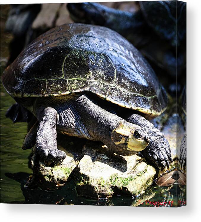 Turtle Canvas Print featuring the photograph Arrau Turtle by Rene Vasquez