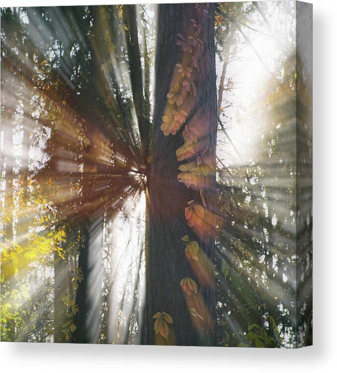 Sunlight Canvas Print featuring the photograph Autumn Burst by Andrii Maykovskyi