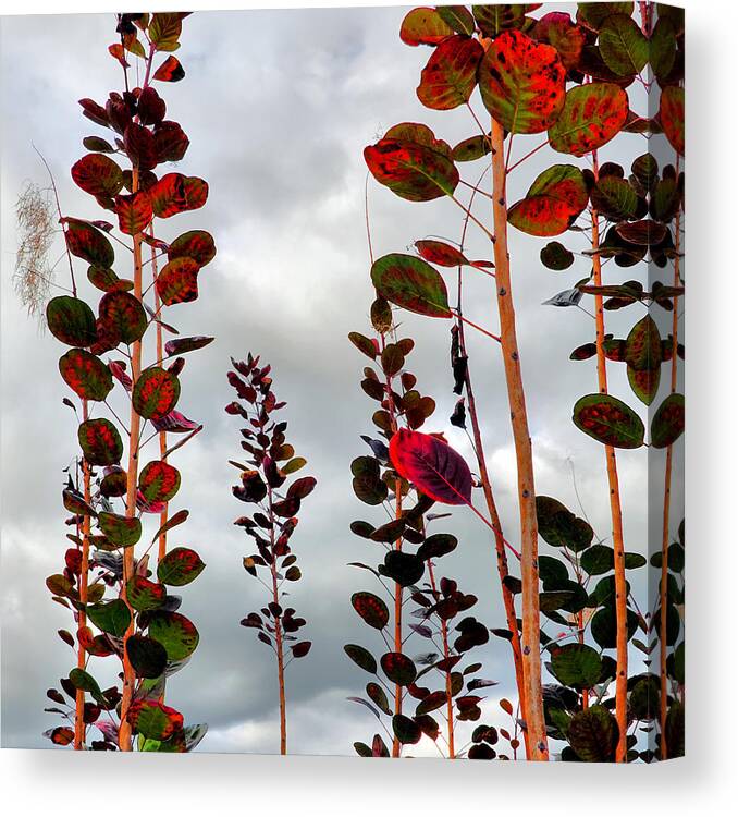 Smoke Tree Canvas Print featuring the photograph Autumnal No. 1 - Smoke Tree with Frontal Passage Sky by Steve Ember