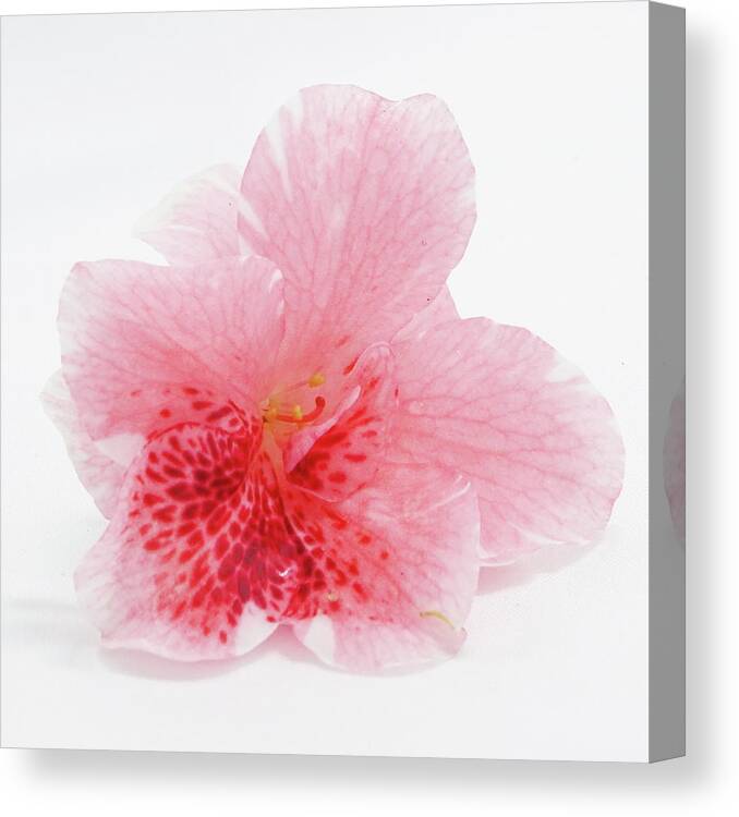 Azalea Canvas Print featuring the photograph Azalea Flower by Teresamarie Yawn