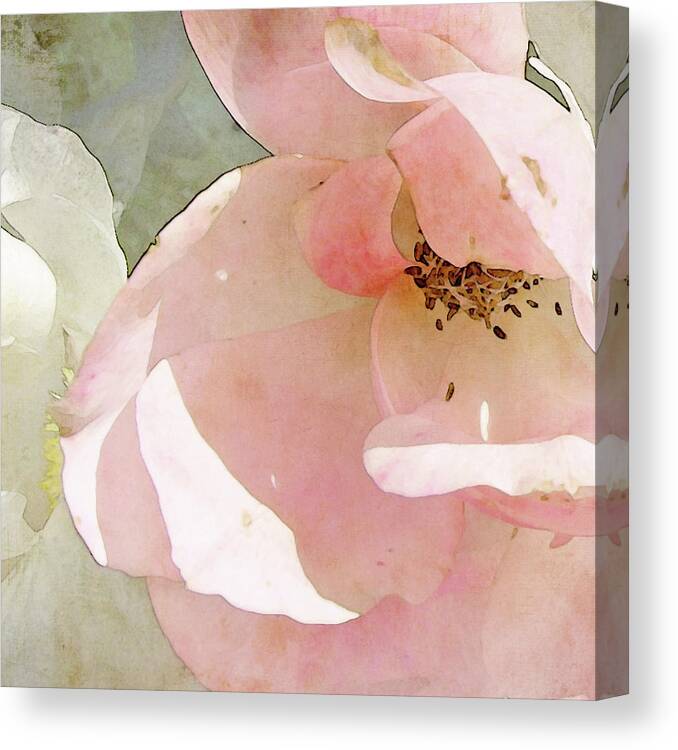 Rose Canvas Print featuring the photograph Baby Pink Betty Pryor by Karen Lynch