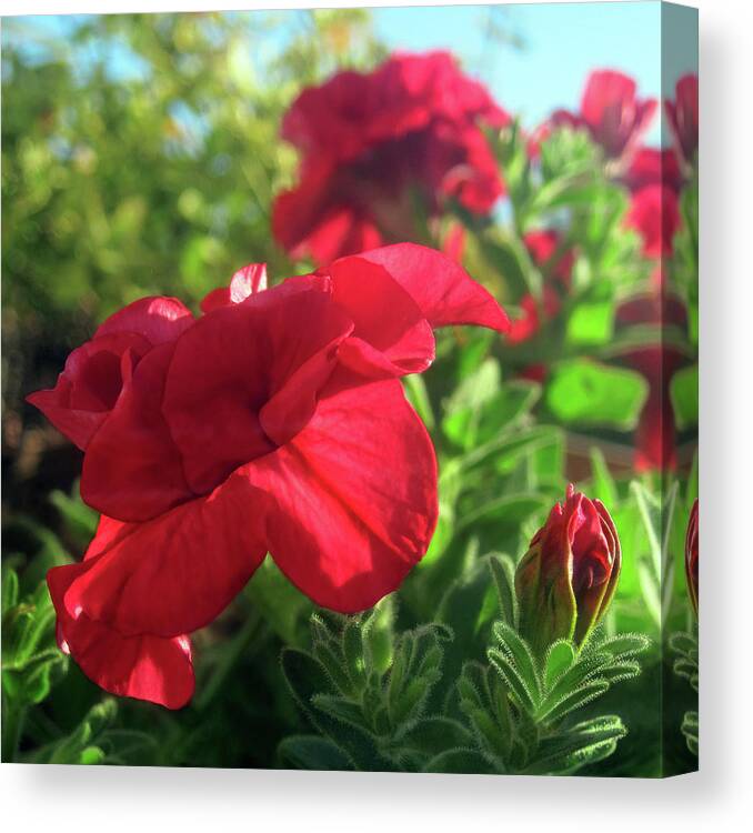 Red Flowers Canvas Print featuring the photograph Balcony Garden Flower 1 AUG 2020 by Jaeda DeWalt