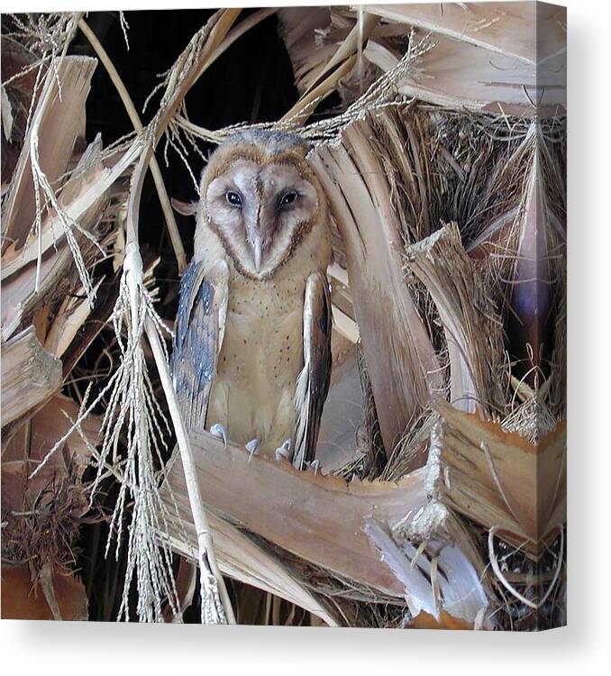Barn Owl Canvas Print featuring the photograph Barn Owl by Perry Hoffman