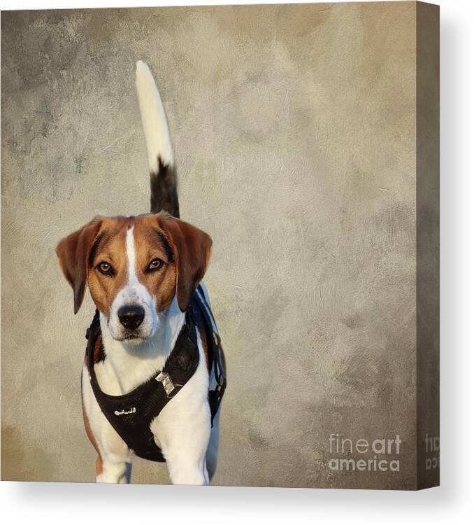 Beagle Canvas Print featuring the photograph Beagle Portrait by Eva Lechner