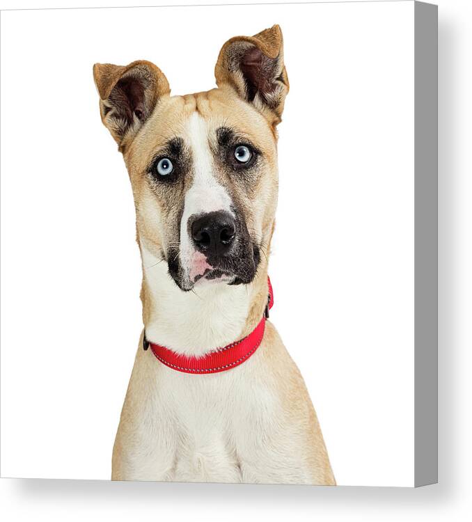 Dog Canvas Print featuring the photograph Beautiful Attentive Large Breed Dog Closeup by Good Focused