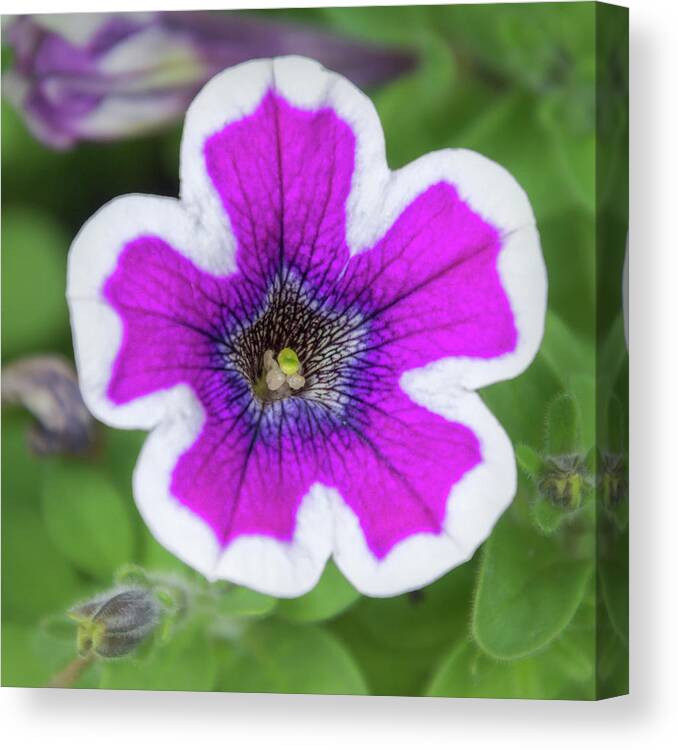 Colorado Flowers Canvas Print featuring the photograph Beauty of A Garden Petunia by Debra Martz