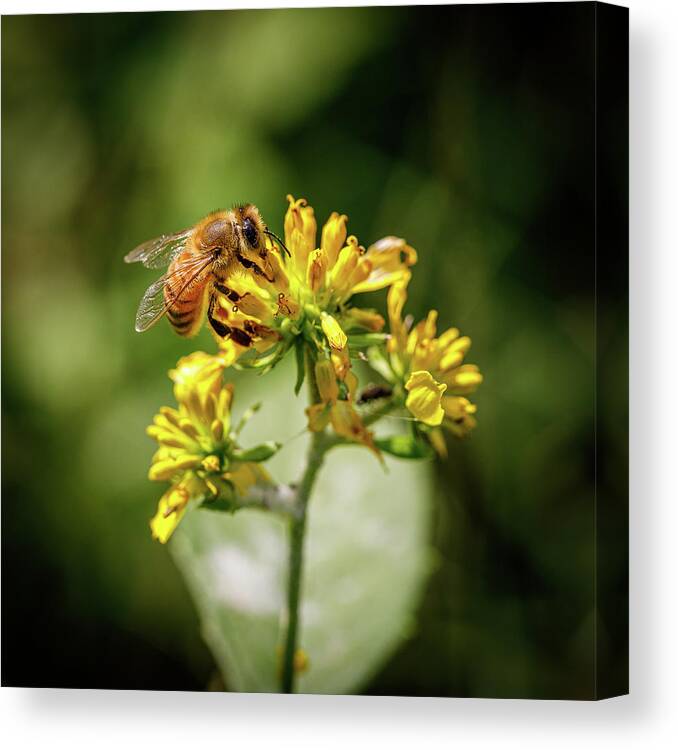 Bee Canvas Print featuring the photograph Bee by David Beechum
