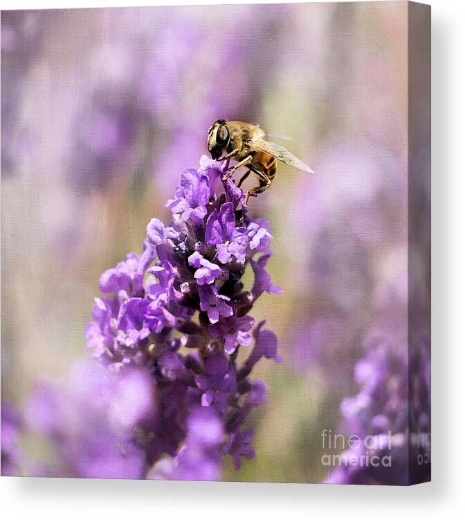 Bee Canvas Print featuring the photograph Bee line by Gillian Singleton
