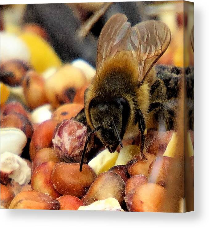 Insects Canvas Print featuring the photograph Bee on Bird Seed by Linda Stern
