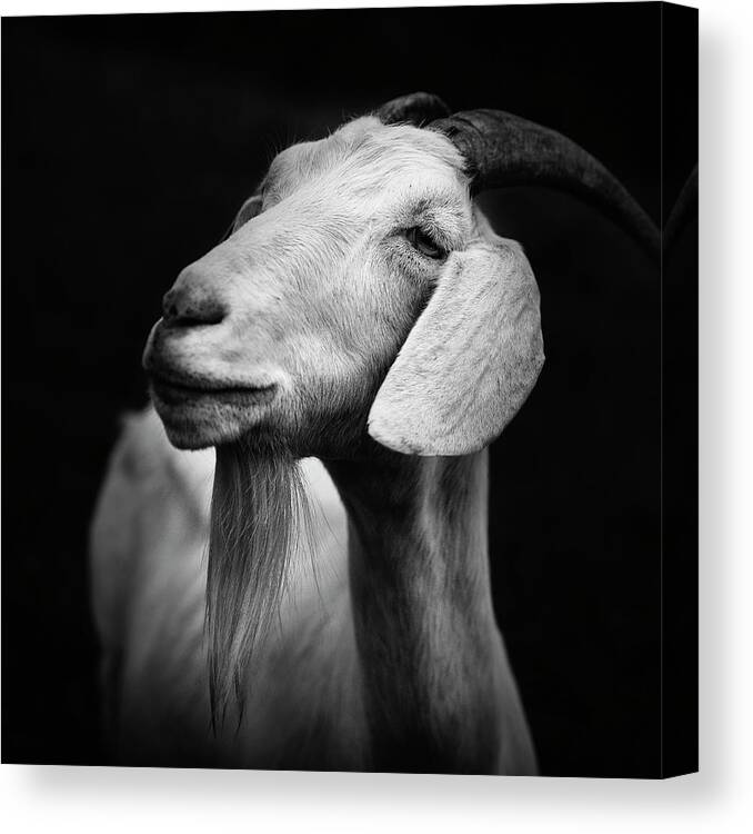 Goat Canvas Print featuring the photograph Billy Goat Adam by Dorit Fuhg