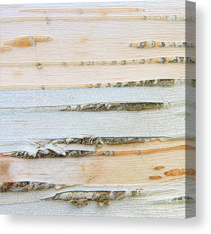 Abstracts Canvas Print featuring the photograph Birch Lines by Marilyn Cornwell