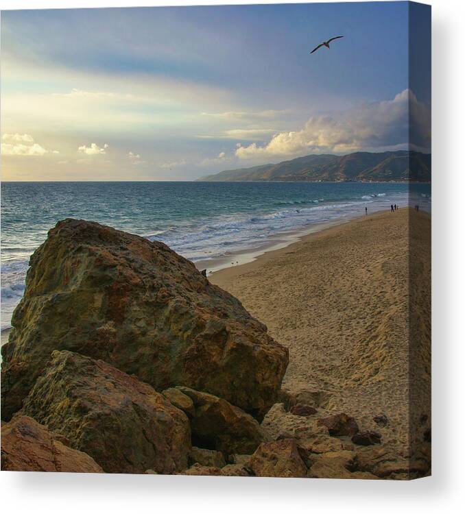 Beach Canvas Print featuring the photograph Bird Soaring over Westward Beach in Malibu by Matthew DeGrushe