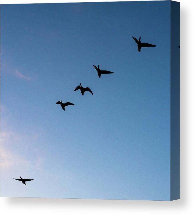 Birds Canvas Print featuring the photograph Echoes by Rich Kovach