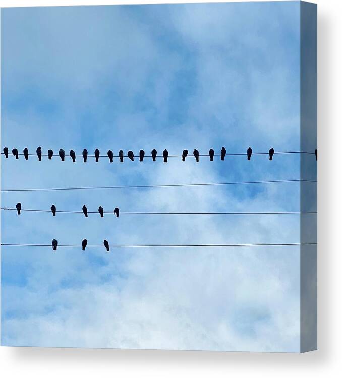  Canvas Print featuring the photograph Birds On Wire by Julie Gebhardt