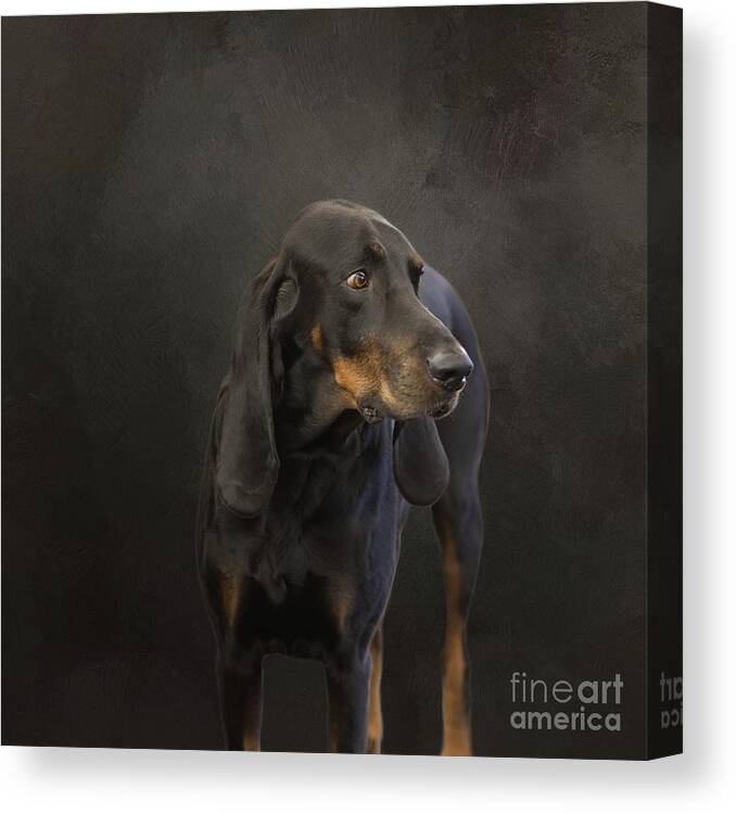 Black And Tan Coonhound Canvas Print featuring the photograph Black and Tan Coonhound Portrait by Eva Lechner