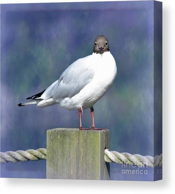 Black Headed Gull Canvas Print featuring the photograph Black-headed Gull by Yvonne Johnstone