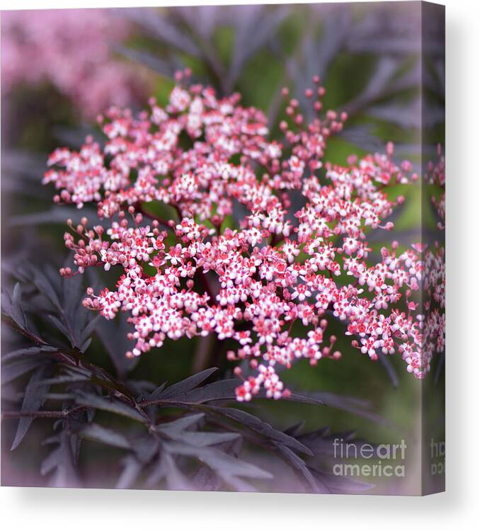 Flowers Canvas Print featuring the photograph Black Lace Elder by Yvonne Johnstone