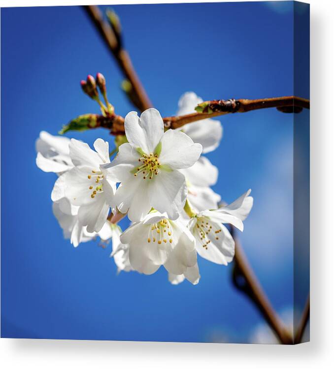 Cherry Canvas Print featuring the photograph Blossoms by David Beechum