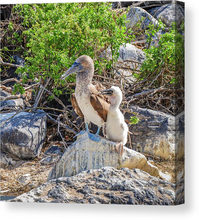 Animals In The Wild Canvas Print featuring the photograph Blue-footed Booby hen and her chick by Henri Leduc