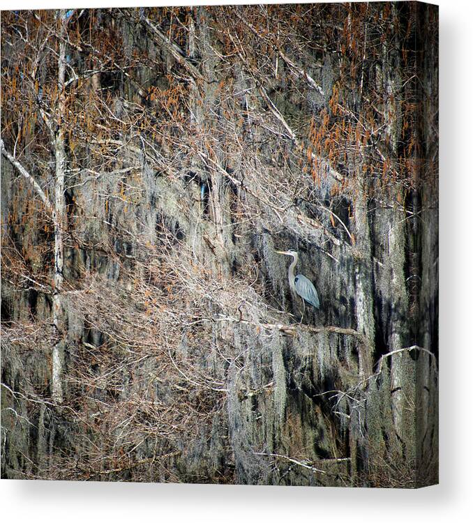 Heron Canvas Print featuring the photograph Blue Heron in Cypress by Mary Lee Dereske