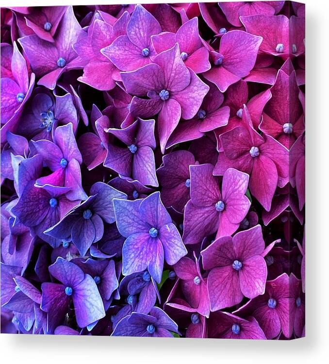 Blue Canvas Print featuring the photograph Blue Pink Hydrangea by Jerry Abbott