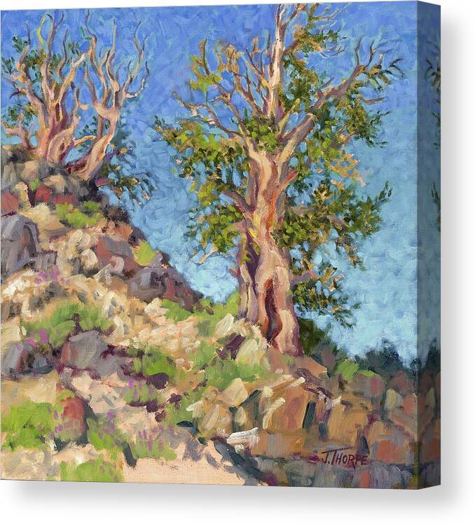 Trees Canvas Print featuring the painting Bristlecone Pines by Jane Thorpe