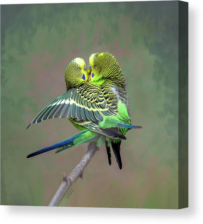 Parakeets Canvas Print featuring the photograph Budgie Love by Judi Dressler