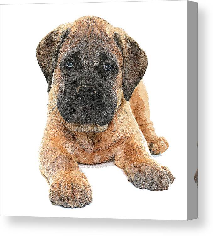Bullmastiff Canvas Print featuring the painting So Adorable, Bullmastiff Puppy Dog by Custom Pet Portrait Art Studio