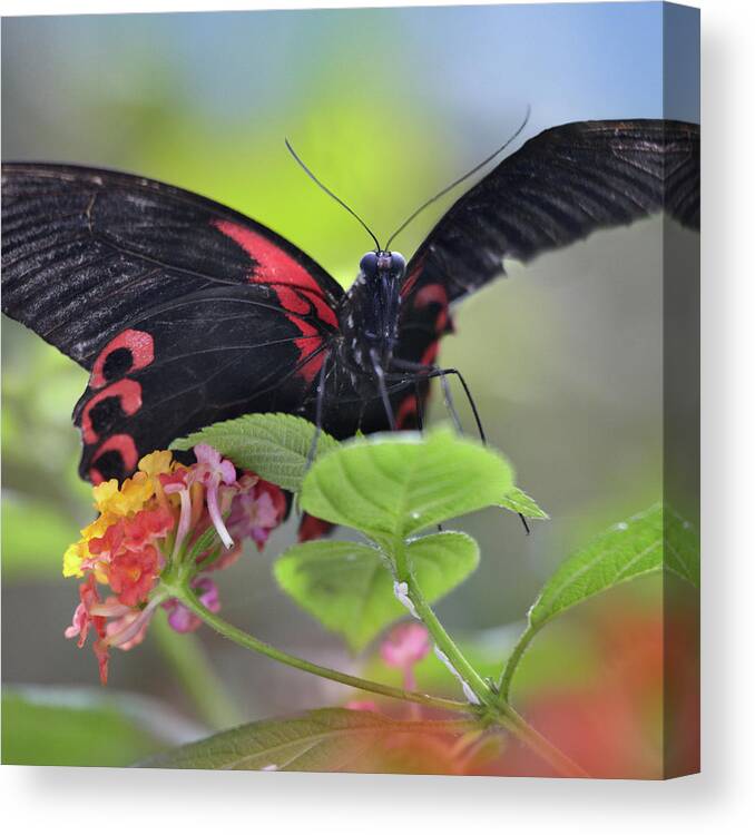 Photography Canvas Print featuring the photograph Buongon sailor butterfly, Papilio rumanzobia by Tim Fitzharris