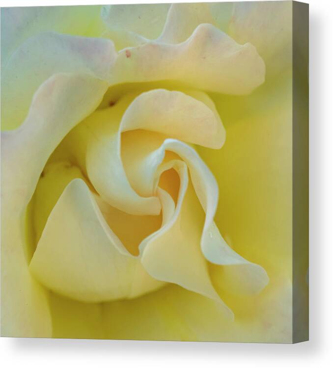 Rose Canvas Print featuring the photograph Butter Cream by Cathy Kovarik