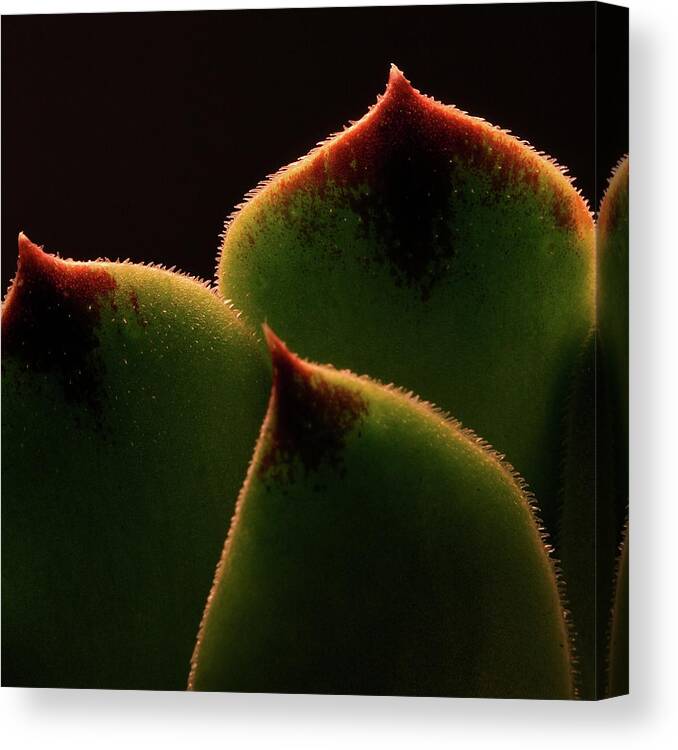Macro Canvas Print featuring the photograph Cactus 9609 by Julie Powell