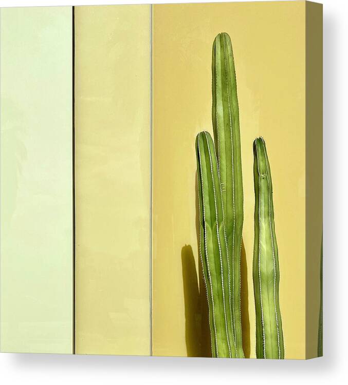  Canvas Print featuring the photograph Cactus by Julie Gebhardt