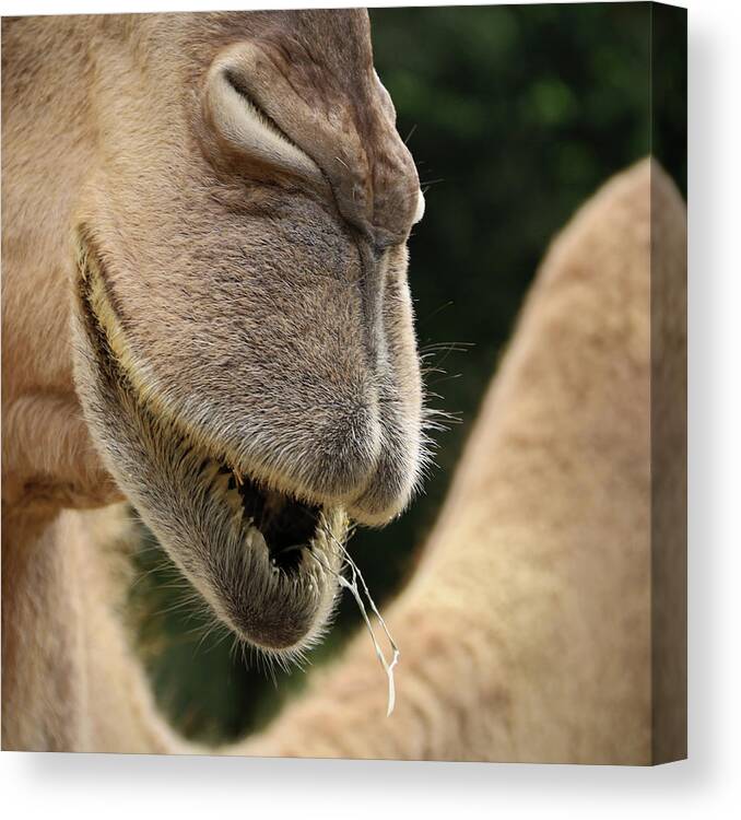 Camel Canvas Print featuring the photograph Camel by M Kathleen Warren