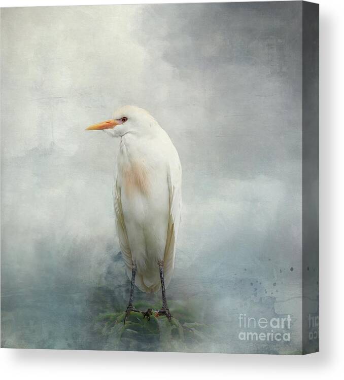 Cattle Egret Canvas Print featuring the mixed media Cattle Egret by Eva Lechner