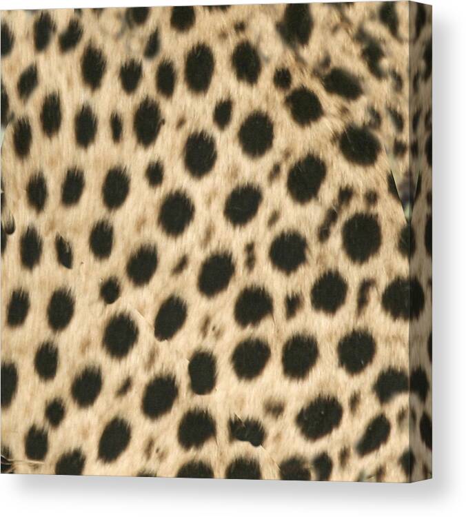Cheetah Skin Canvas Print featuring the photograph Cheetah Print by Karen Zuk Rosenblatt