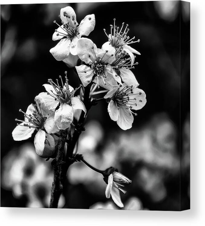 Cherry Blossoms Canvas Print featuring the photograph Cherry Blossoms BW by Flees Photos