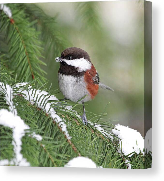 Chickadee Canvas Print featuring the photograph Chickadee Eating Snow - Square Version by Peggy Collins