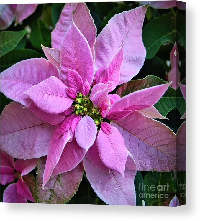 Holiday Canvas Print featuring the photograph Christmas Poinsettia by Amy Dundon